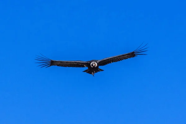 Duże Condor Znajduje Się Nad Głęboki Wąwóz Rosnących Prądy Powietrza — Zdjęcie stockowe