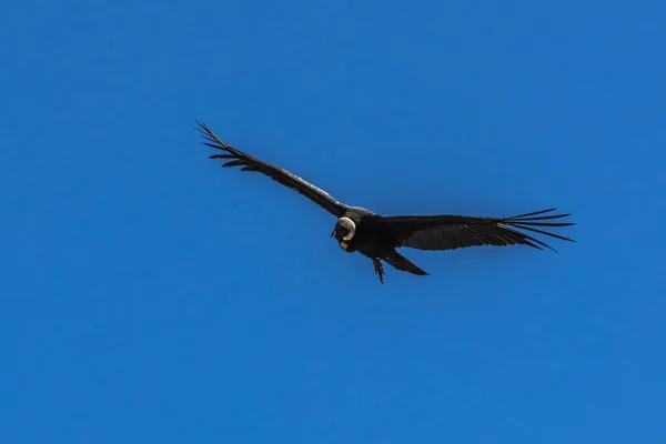 Grand Condor Plane Dessus Une Gorge Profonde Dans Les Courants — Photo