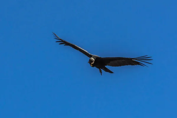 Ein Großer Kondor Schwebt Über Einer Tiefen Schlucht Den Aufsteigenden — Stockfoto