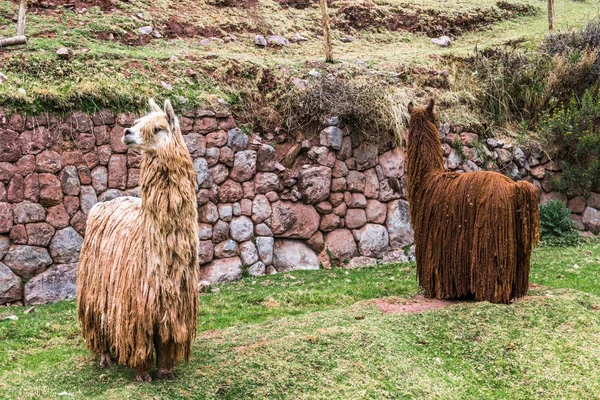 Dwa Górskie Kudłaty Alpaki Pasą Się Wysokim Płaskowyżu Inków Peru — Zdjęcie stockowe