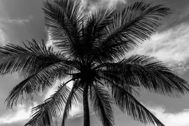 Küba Adası üzerinde Karayip sahilinde büyük palmiye ağacı yetişir.