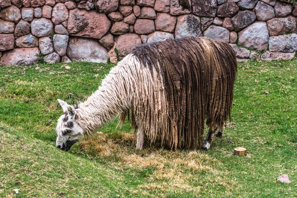 Peru Nun Dağlık Bir Çiftlikte Bir Tükenmez Kalemle Otlatma Lama — Stok fotoğraf