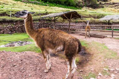 Padok yayla Perulu gruptaki otlatma büyük tüylü Lama.