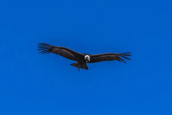 Grande Condor Aleggia Una Profonda Gola Nelle Correnti Aria Che — Foto Stock