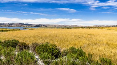 Sabah kıyısında reed kaplı bataklık Titikaka Gölü
