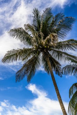 Küba Adası üzerinde Karayip sahilinde büyük palmiye ağacı yetişir.