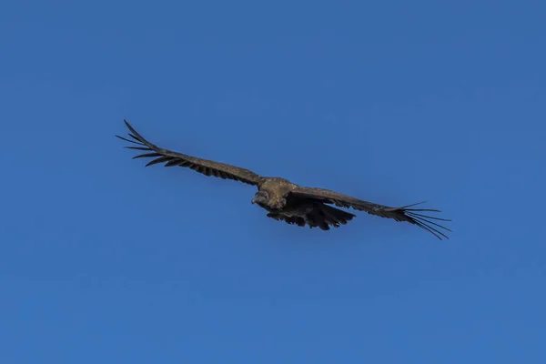Een Grote Condor Zweeft Boven Een Diepe Kloof Stijgende Luchtstromen — Stockfoto