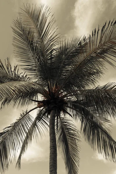 Duża Palma Drzewo Rośnie Wybrzeżu Karaibskim Kubie — Zdjęcie stockowe