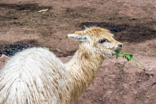 Shaggy Lama Žvýká Trávu Hornaté Peruánské Pastviny — Stock fotografie