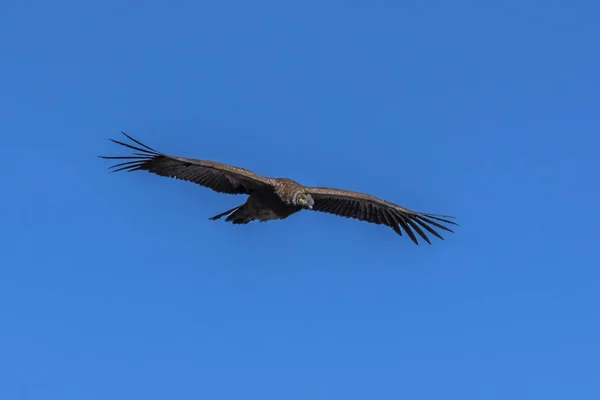 Velké Condor Vznáší Nad Hlubokou Propastí Stoupající Vzdušné Proudy Které — Stock fotografie