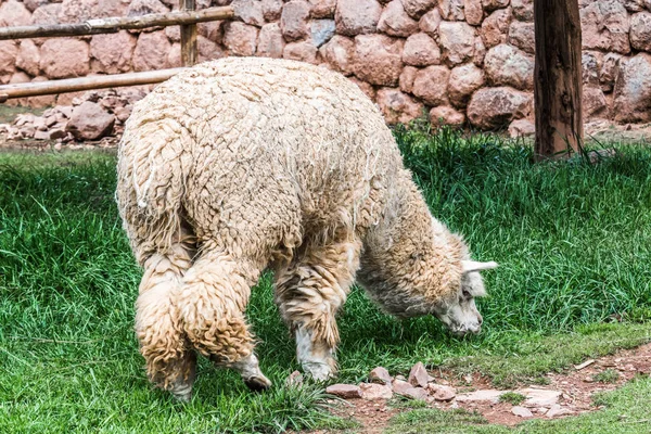 Shaggy Lama Žvýká Trávu Hornaté Peruánské Pastviny — Stock fotografie
