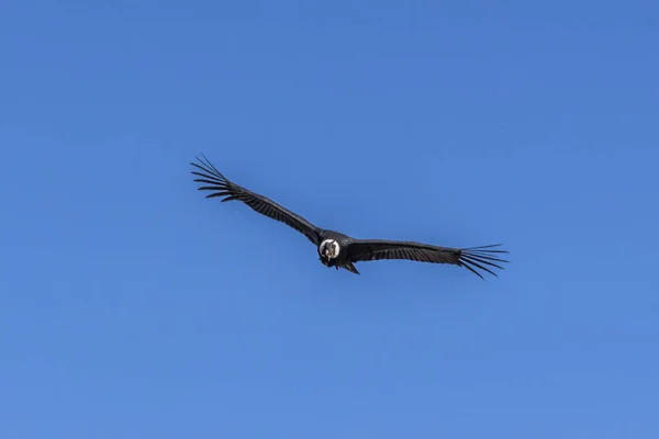 Een Grote Condor Zweeft Boven Een Diepe Kloof Stijgende Luchtstromen — Stockfoto