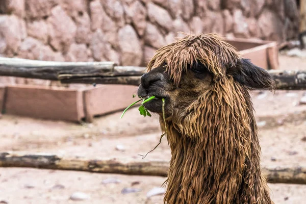 Lama Pastvy Peru Farmě Vysočině Peru — Stock fotografie