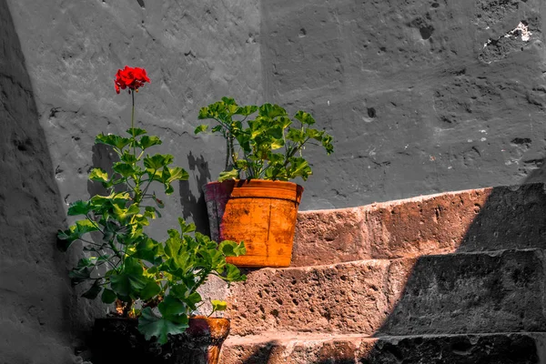 Saksı Ortaçağ Katolik Manastırı basamaklarda.