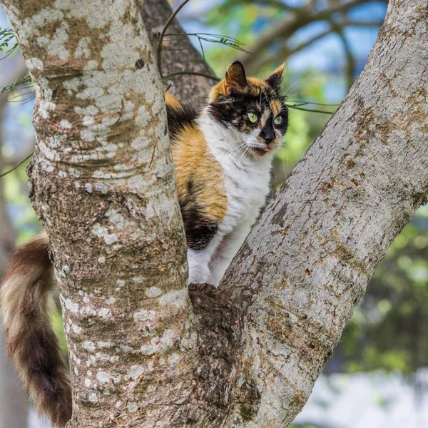 Gato Motley Garfo Uma Árvore Que Cresce Parque Central Cidade — Fotografia de Stock