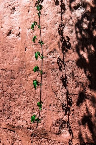 Noon Branch Loach Casts Shadow Monastery Wall — Stock Photo, Image