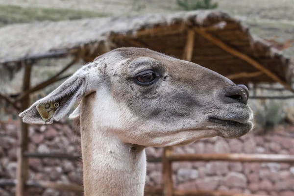 Horská Alpaka Žvýká Trávu Výběhu Farmě Vysoká Peruánský — Stock fotografie