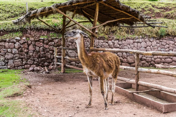 Великий Кошлатий Лама Випасу Паддоках Highland Перуанський Ферми — стокове фото