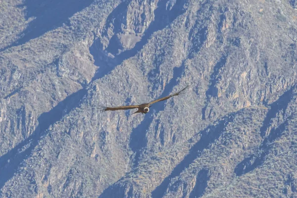 Een Grote Condor Zweeft Boven Een Diepe Kloof Stijgende Luchtstromen — Stockfoto