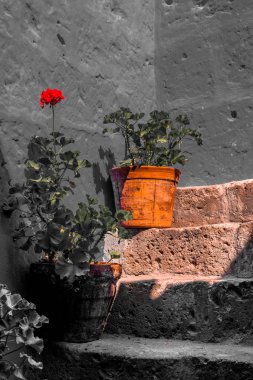 Katolik Perulu manastır merdiven adımlar üzerinde iki saksı.