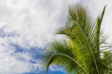 Küba Adası üzerinde Karayip sahilinde büyük palmiye ağacı yetişir.