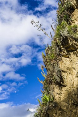 Andes orta kesiminde dik bir dağ yamaçta yeşil çim