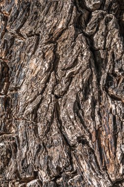 Tenerife adasında dağların yamaçlarında büyük bir Kanarya çam ağaçlarının kabuğu.