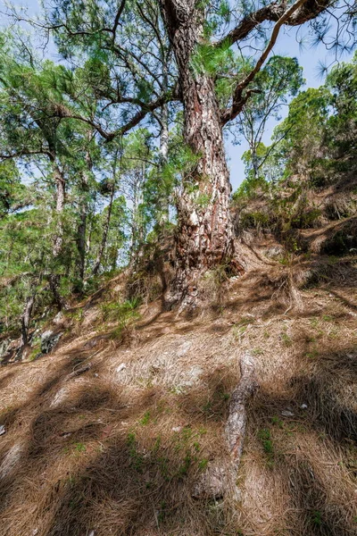 Wysokie Sosny Kanaryjskie Rzucane Długie Cienie Zboczu Góry Lesie Iglastych — Zdjęcie stockowe