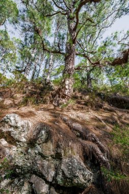 Yüksek kanarya ağaçlarında, dağ kenarında uzun gölgeler dökme.