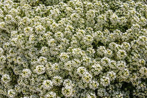 Matta Små Vita Blommor Stadsparken Teneriffa — Stockfoto