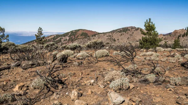 Desde Las Laderas Rocosas Las Montañas Cubiertas Raros Pinos Canarios — Foto de Stock