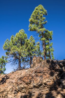 Kayalık dağ yamaçlarından, nadir Kanarya çam ile büyümüş, sen mesafe yanardağ Teide üst görebilirsiniz.