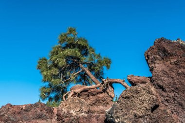 Tenerife adasındaki Teide yanardağının lav yamaçlarında yalnız bir çam eğrisi yetişir..
