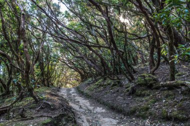 Dar bir kir yolu çıplak kökleri boyunca kavisli ağaç gövdeleri kemerleri altında muhteşem yağmur ormanı geçer.