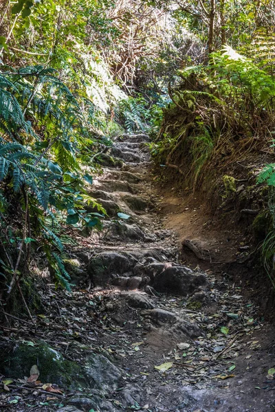 Wąska Ścieżka Brudu Przechodzi Przez Wspaniały Las Deszczowy Pod Łukami — Zdjęcie stockowe