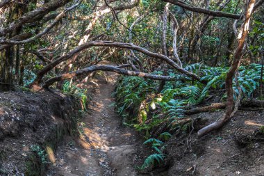 Dar bir kir yolu çıplak kökleri boyunca kavisli ağaç gövdeleri kemerleri altında muhteşem yağmur ormanı geçer.