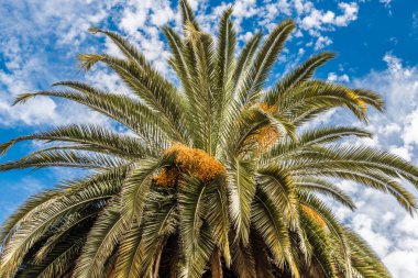 Atlantik Okyanusu kayalık sahilinde büyük bir kanarya palmiye ağacının kalın gövde.