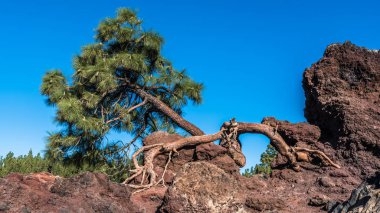 Tenerife adasındaki Teide yanardağının lav yamaçlarında yalnız bir çam eğrisi yetişir..
