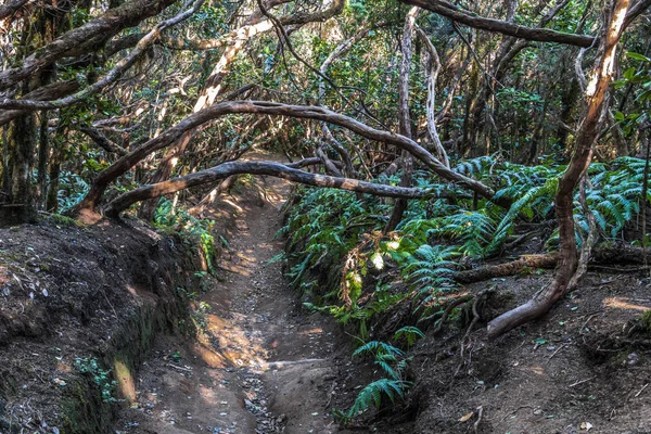 Dar bir kir yolu çıplak kökleri boyunca kavisli ağaç gövdeleri kemerleri altında muhteşem yağmur ormanı geçer.