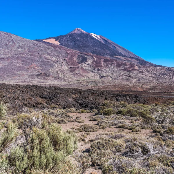 Flat Sandy Plateau Rare Vegetation Located Ancient Caldera Foot Teide — Stock Photo, Image