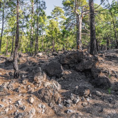 Yüksek kanarya ağaçlarında, dağ kenarında uzun gölgeler dökme.