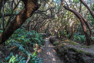 Dar bir kir yolu çıplak kökleri boyunca kavisli ağaç gövdeleri kemerleri altında muhteşem yağmur ormanı geçer.
