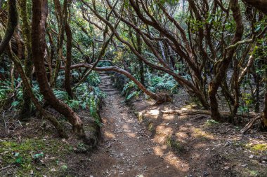 Dar bir kir yolu çıplak kökleri boyunca kavisli ağaç gövdeleri kemerleri altında muhteşem yağmur ormanı geçer.
