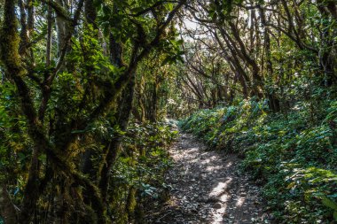 Dar bir kir yolu çıplak kökleri boyunca kavisli ağaç gövdeleri kemerleri altında muhteşem yağmur ormanı geçer.