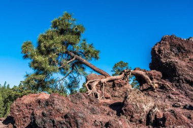 Tenerife adasındaki Teide yanardağının lav yamaçlarında yalnız bir çam eğrisi yetişir..