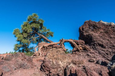 Tenerife adasındaki Teide yanardağının lav yamaçlarında yalnız bir çam eğrisi yetişir..