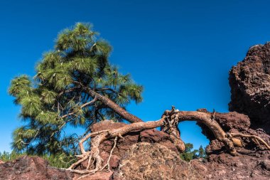 Tenerife adasındaki Teide yanardağının lav yamaçlarında yalnız bir çam eğrisi yetişir..