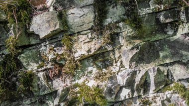 Tenerife adasının merkezinde gölgeli bir yağmur ormanında yosunla kaplı kayalar.