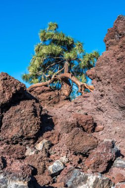 Tenerife adasındaki Teide yanardağının lav yamaçlarında yalnız bir çam eğrisi yetişir..