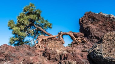 Tenerife adasındaki Teide yanardağının lav yamaçlarında yalnız bir çam eğrisi yetişir..